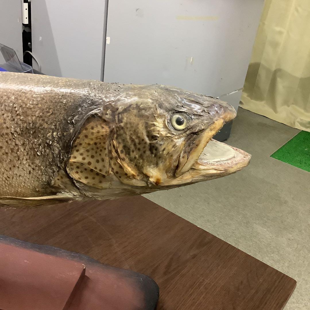 イトウ　剥製　　　魚類 標本 木製スタンド・ショーケース付き