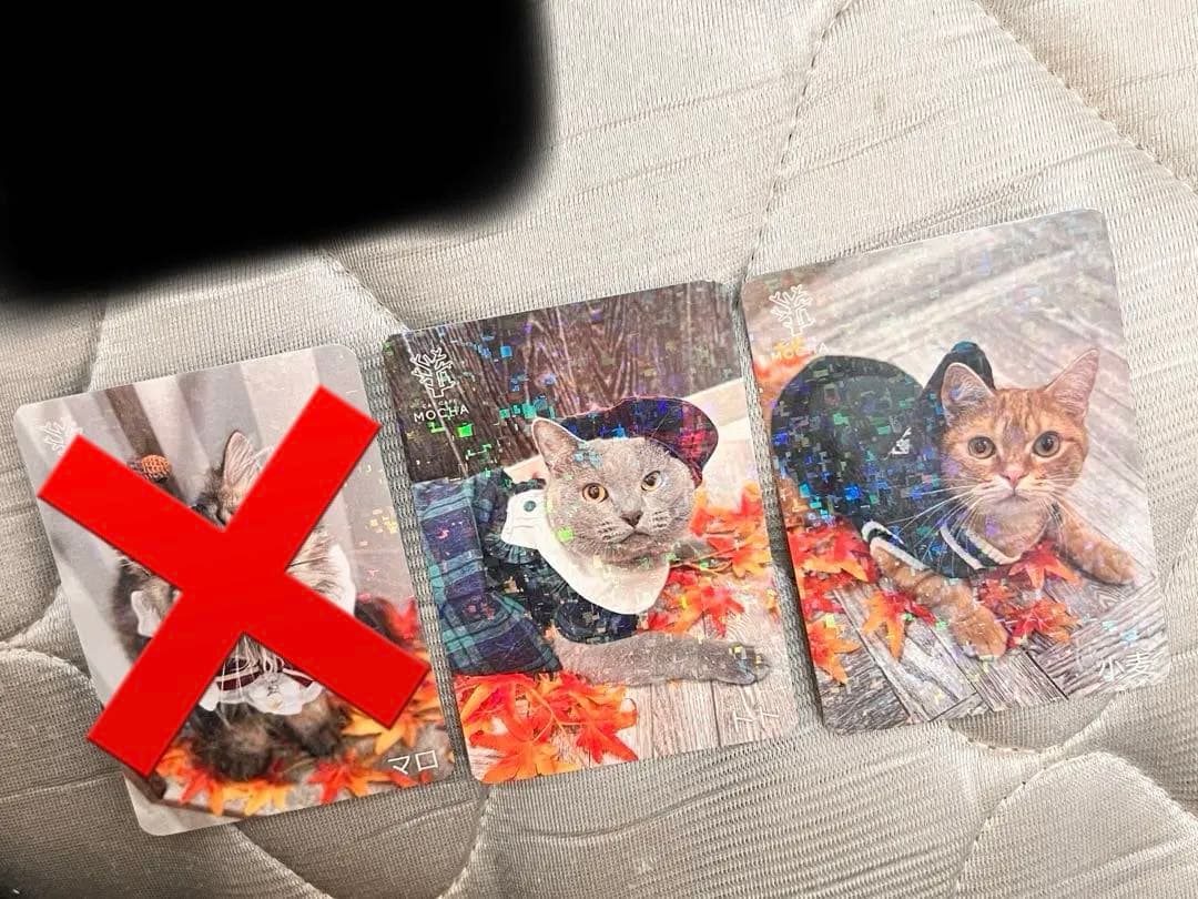 猫カフェmocha にゃんずトレカ　秋のおさんぽ　アルシェ大宮店