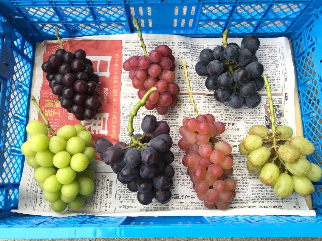 【画像現物】家庭用ぶどう詰め合わせ