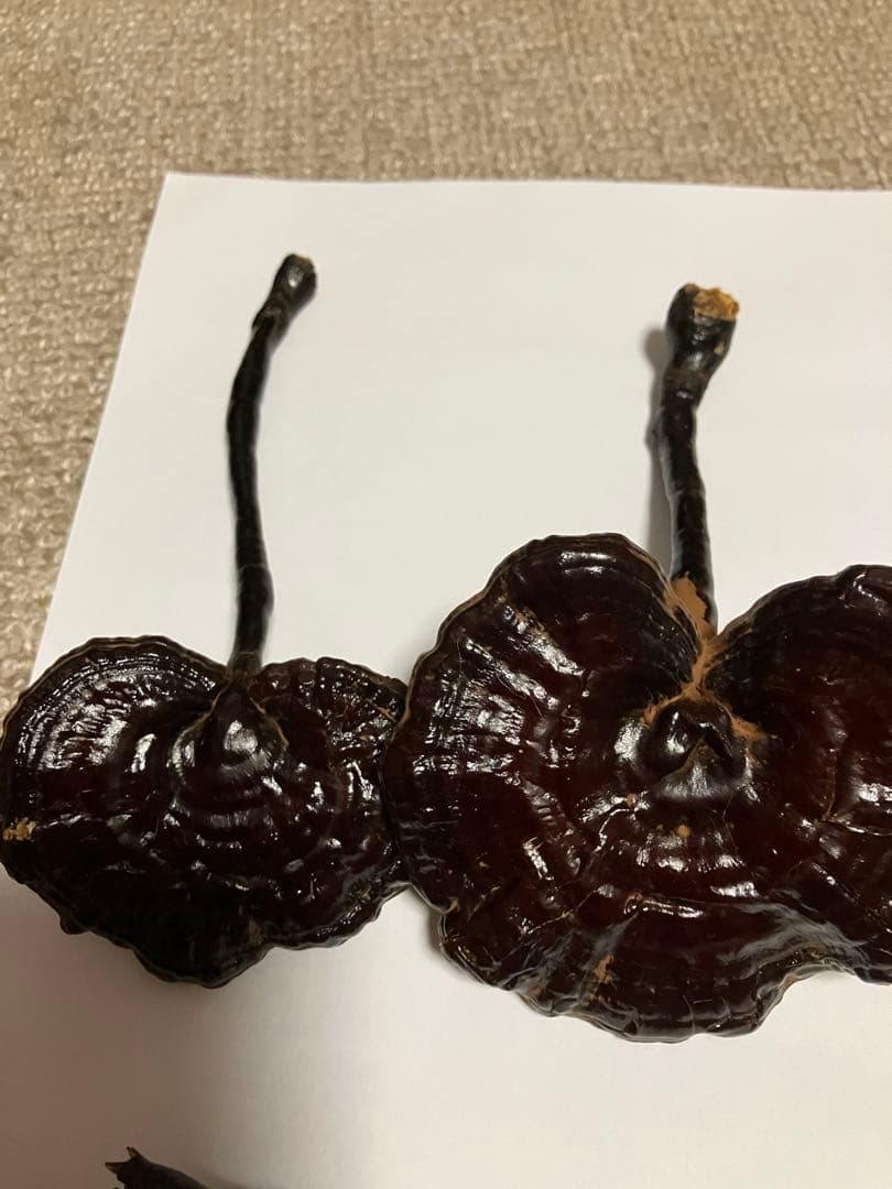 国産　貴重希少キノコ　天然霊芝(マンネンタケ) 19本　青森産