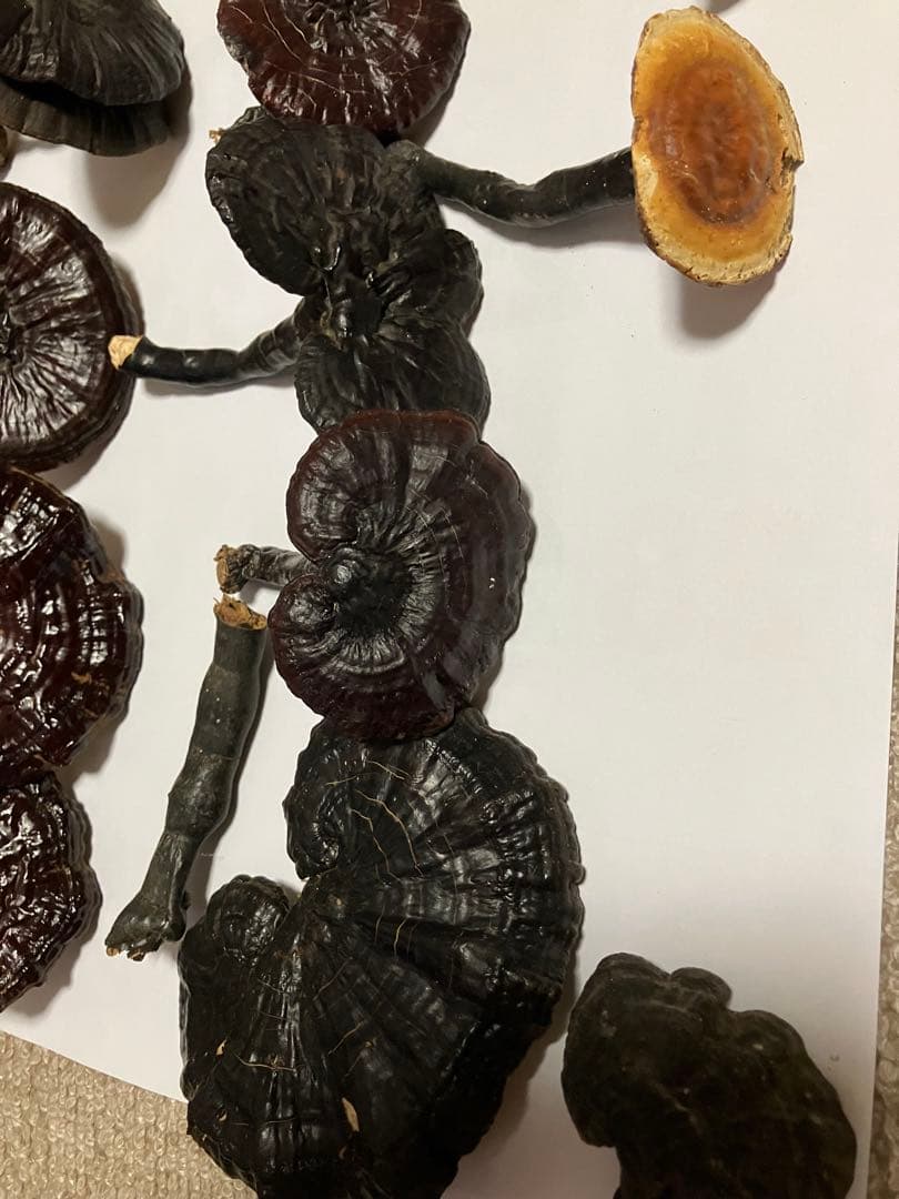 国産　貴重希少キノコ　天然霊芝(マンネンタケ) 19本　青森産