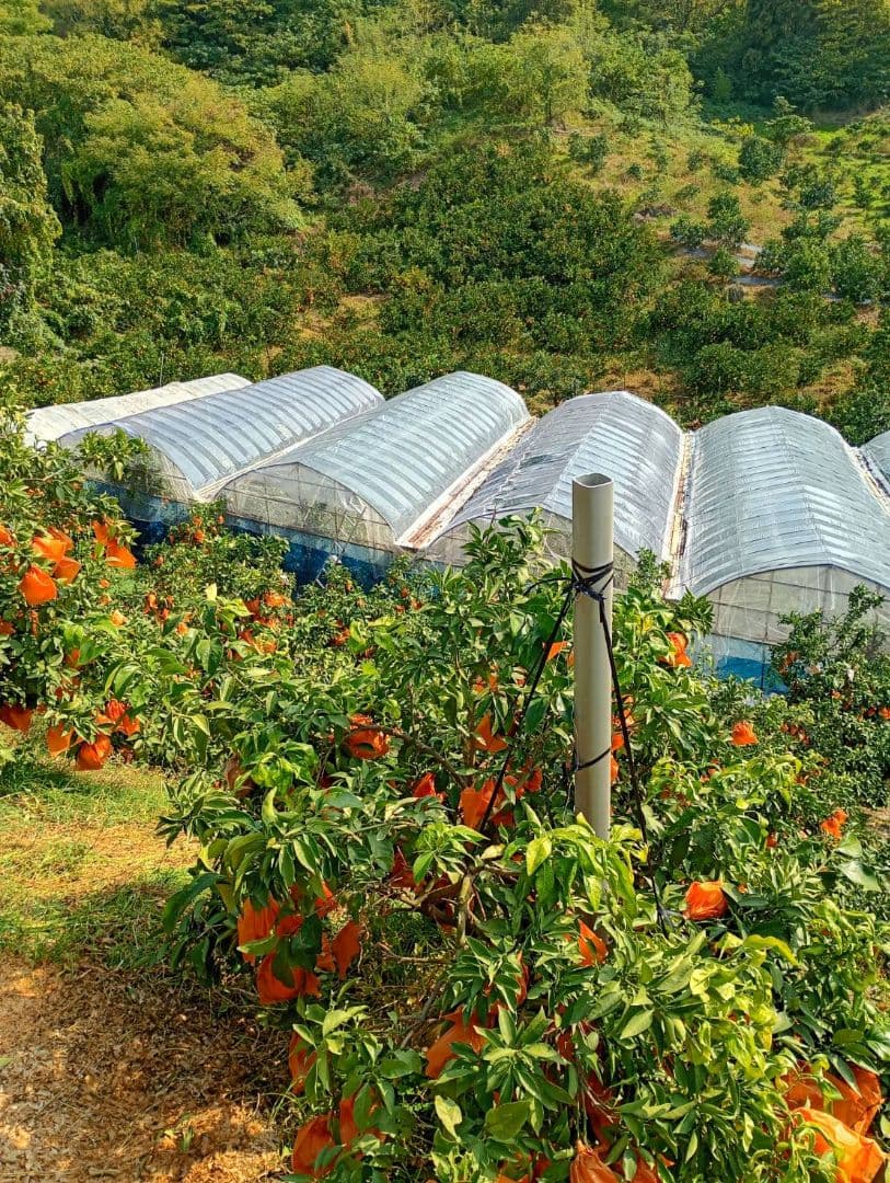 121愛果 まどんな 家庭用 10kg