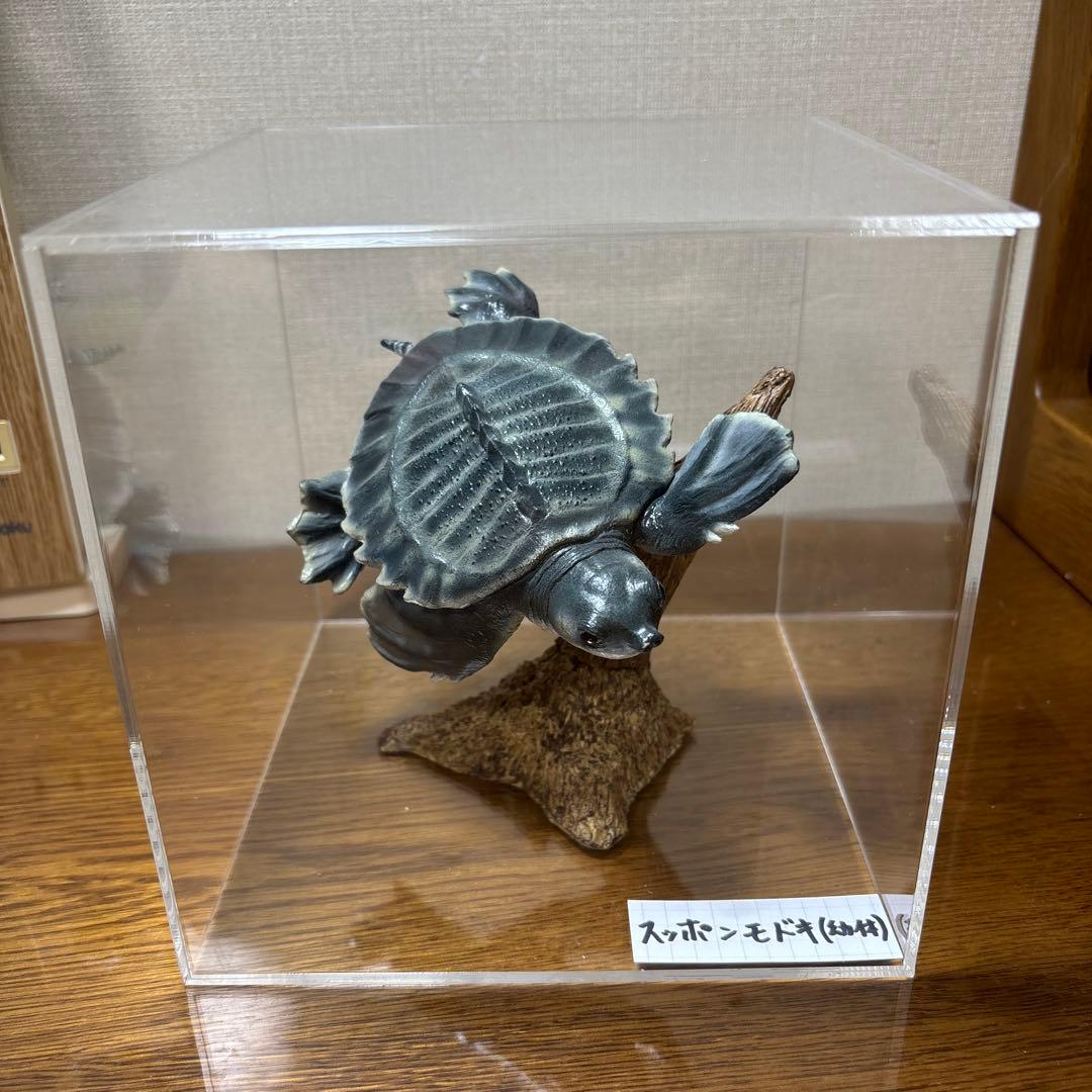 スッポンモドキ フィギュア ネイチャーテクニカラー