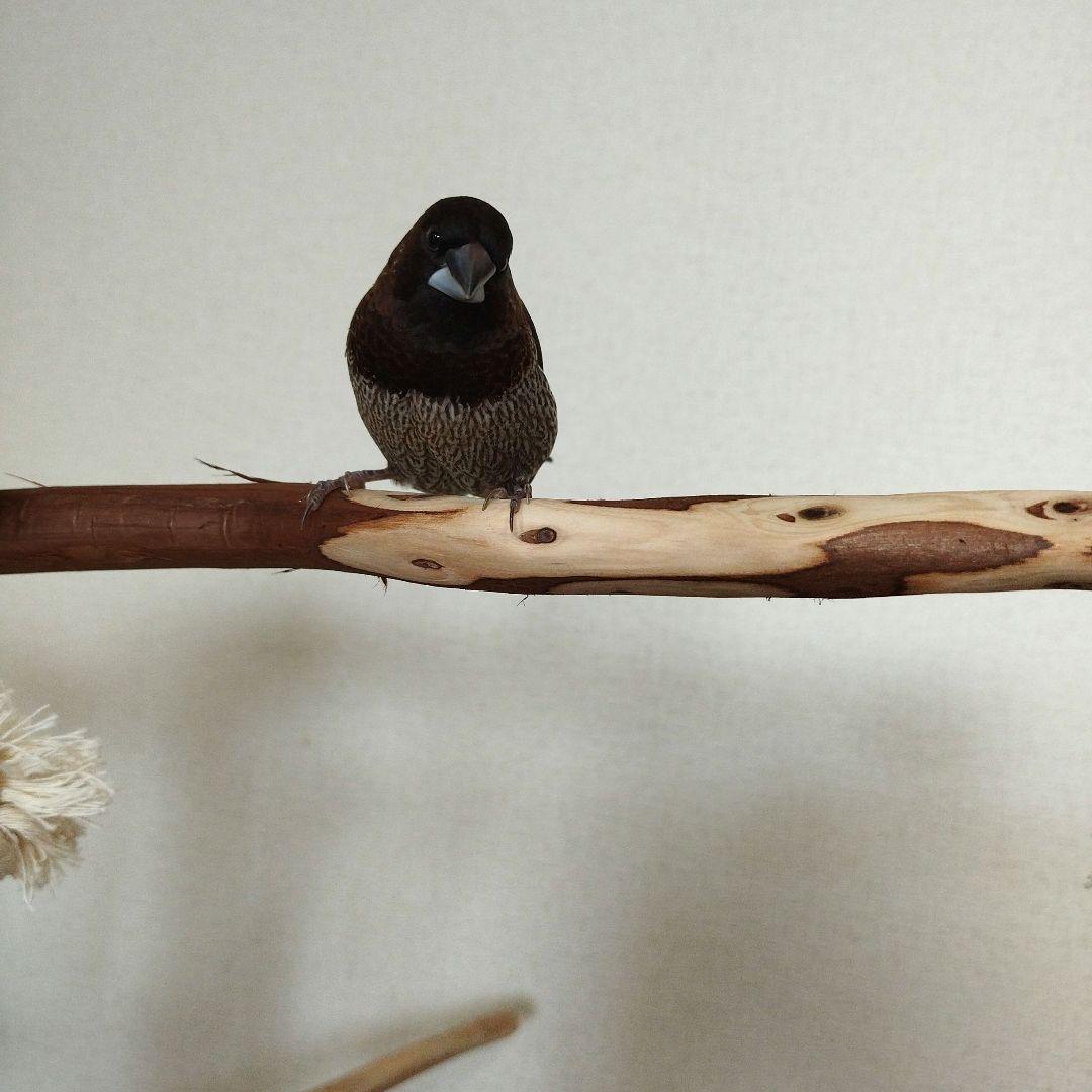 【中型鳥さん用】螺旋状♬バードアスレチック