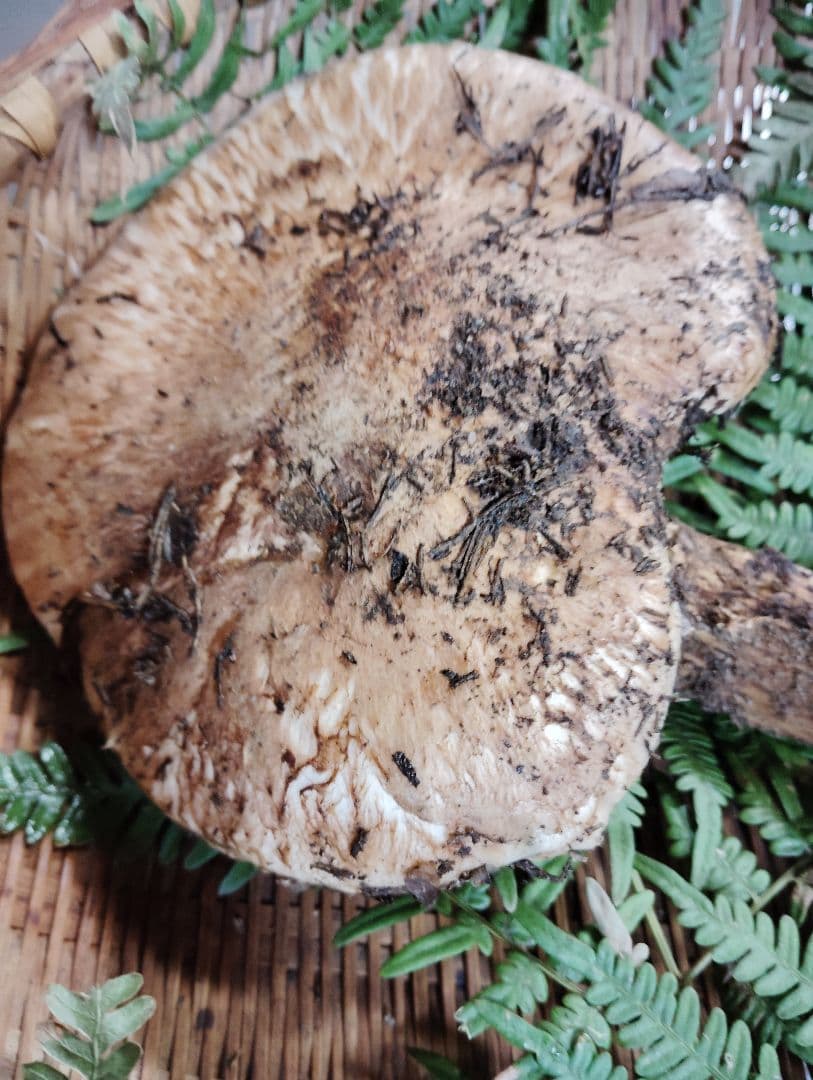 岩手県岩泉産松茸　210グラム