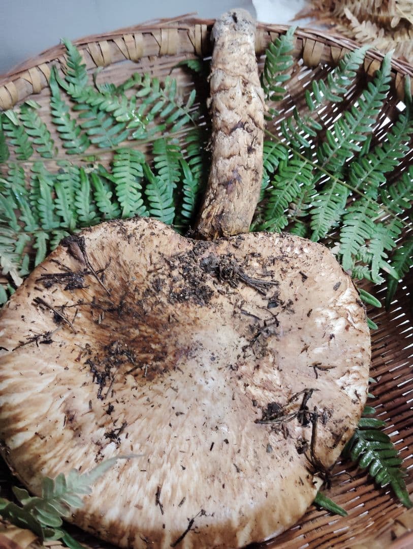 岩手県岩泉産松茸　210グラム