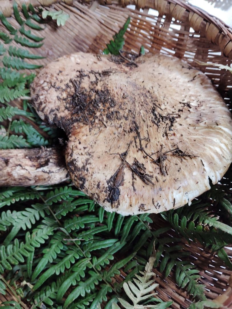 岩手県岩泉産松茸　210グラム