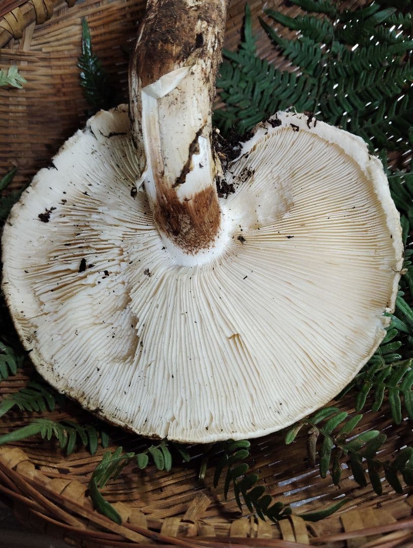 岩手県岩泉産松茸　210グラム