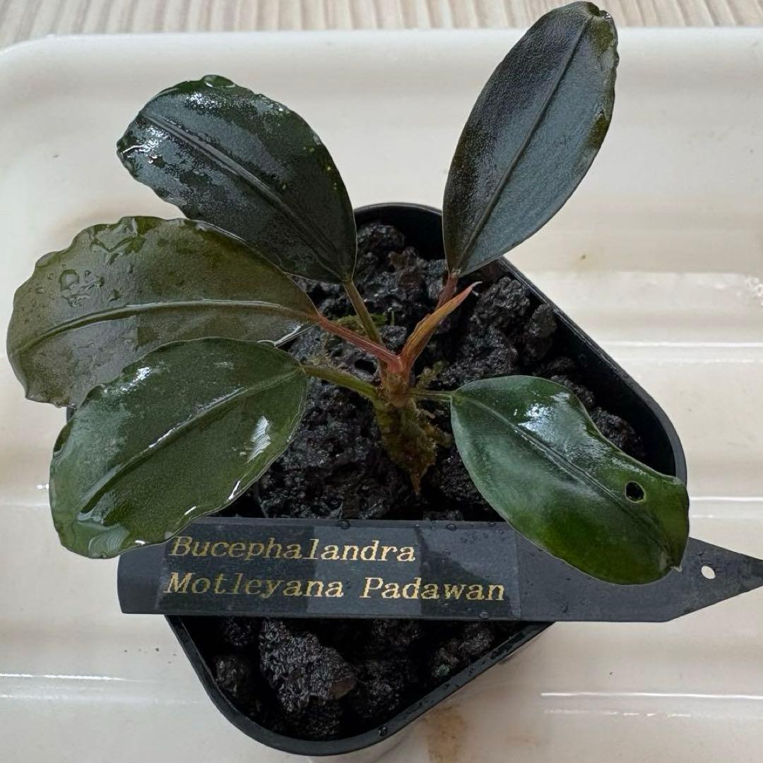 ①Bucephalandra Motleyana Padawan 水上葉