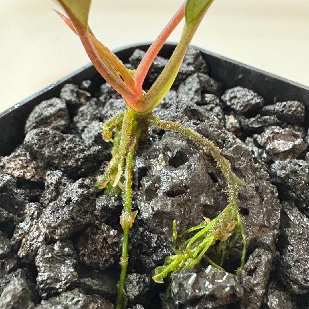 ①Bucephalandra Motleyana Padawan 水上葉