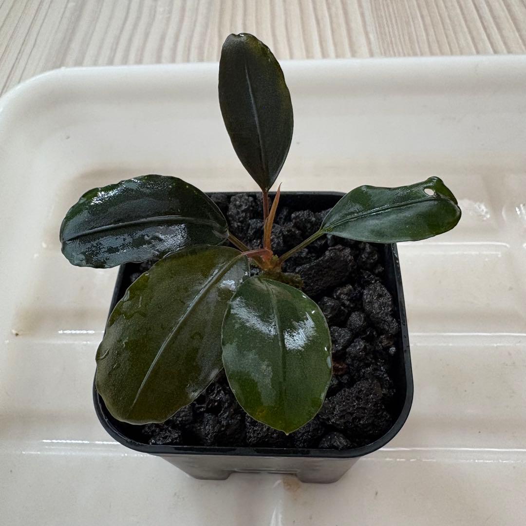 ①Bucephalandra Motleyana Padawan 水上葉