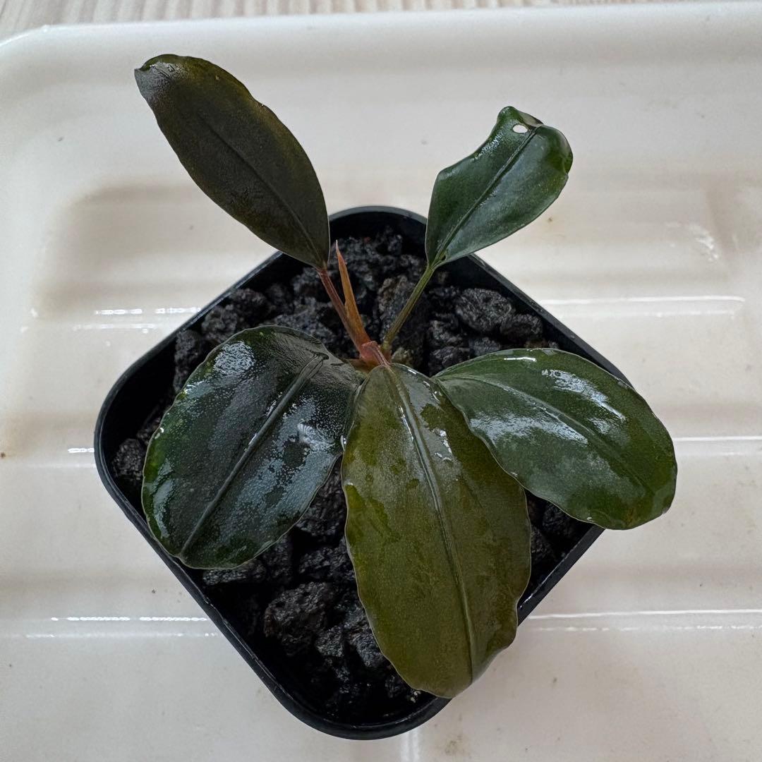 ①Bucephalandra Motleyana Padawan 水上葉