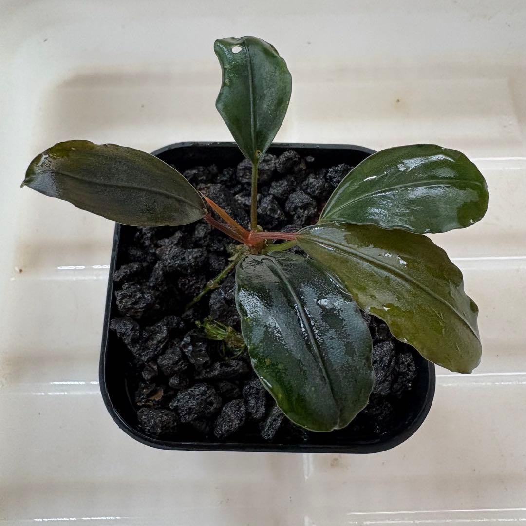 ①Bucephalandra Motleyana Padawan 水上葉