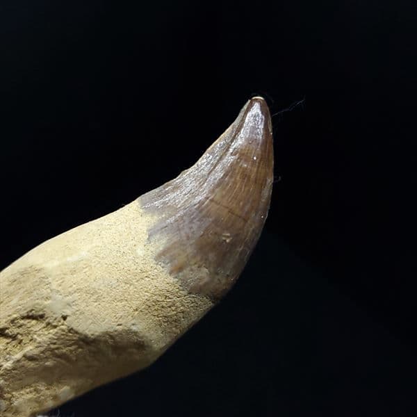 美品 歯根付き モササウルス 化石 歯 本物 80.38mm mos6