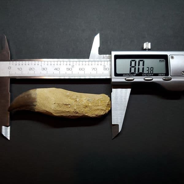 美品 歯根付き モササウルス 化石 歯 本物 80.38mm mos6