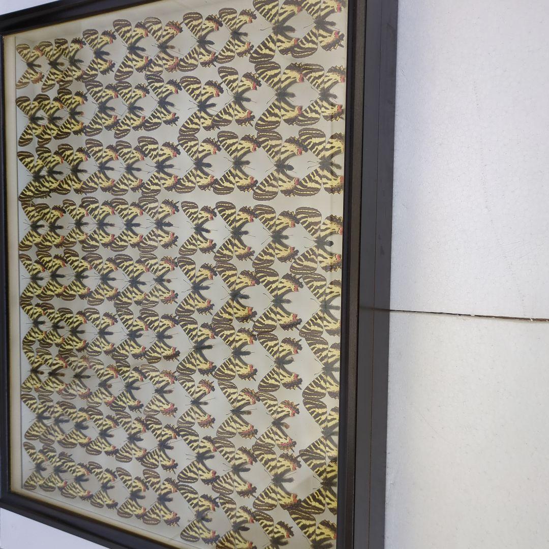 ヒメギフチヨウ90頭