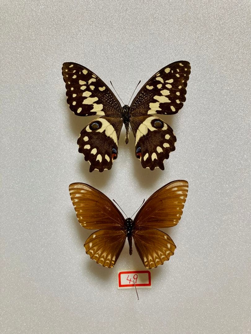 【2頭セット】マネシアゲハ、オナシアゲハ