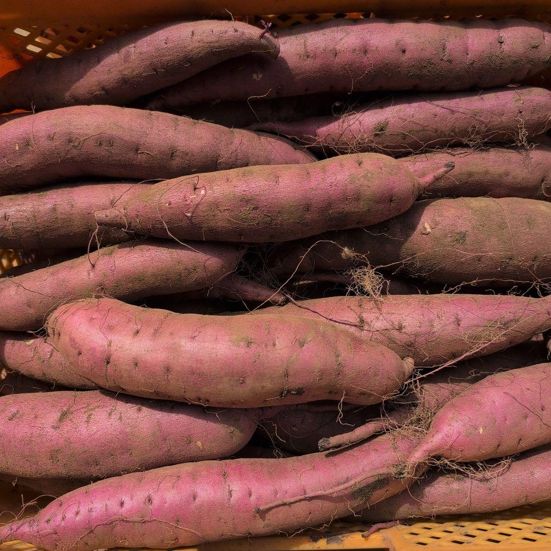 MEVIUS　千葉県産　さつまいも　紅はるか　20キロ　優品　M