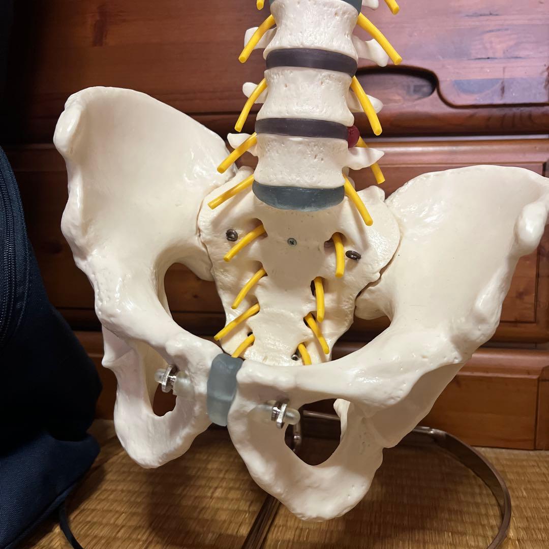 人体模型 脊椎構造 収納バッグ付き　全健会