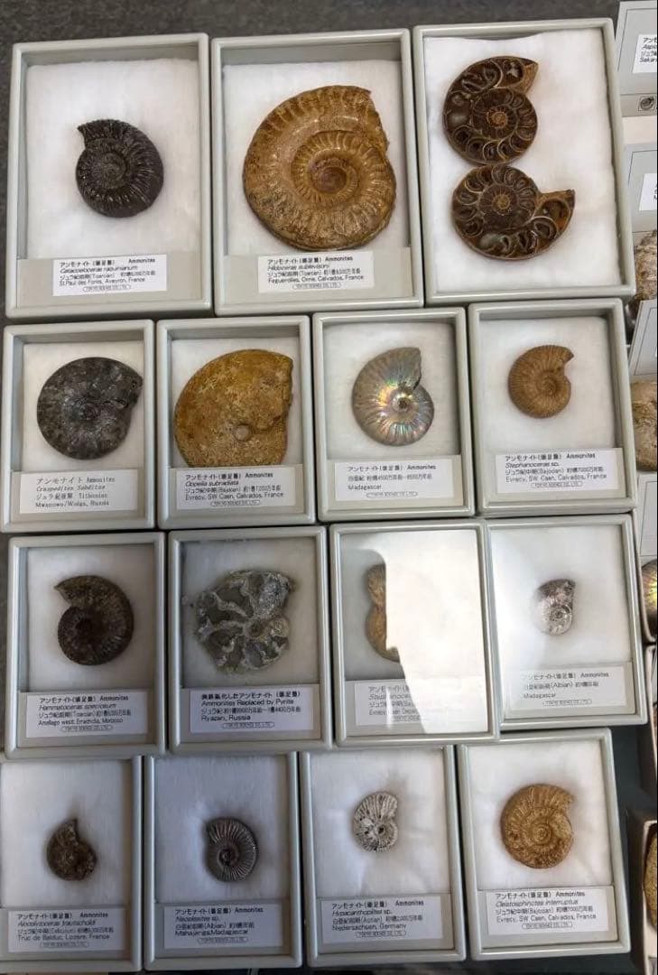 アンモナイト化石 約45個 セット