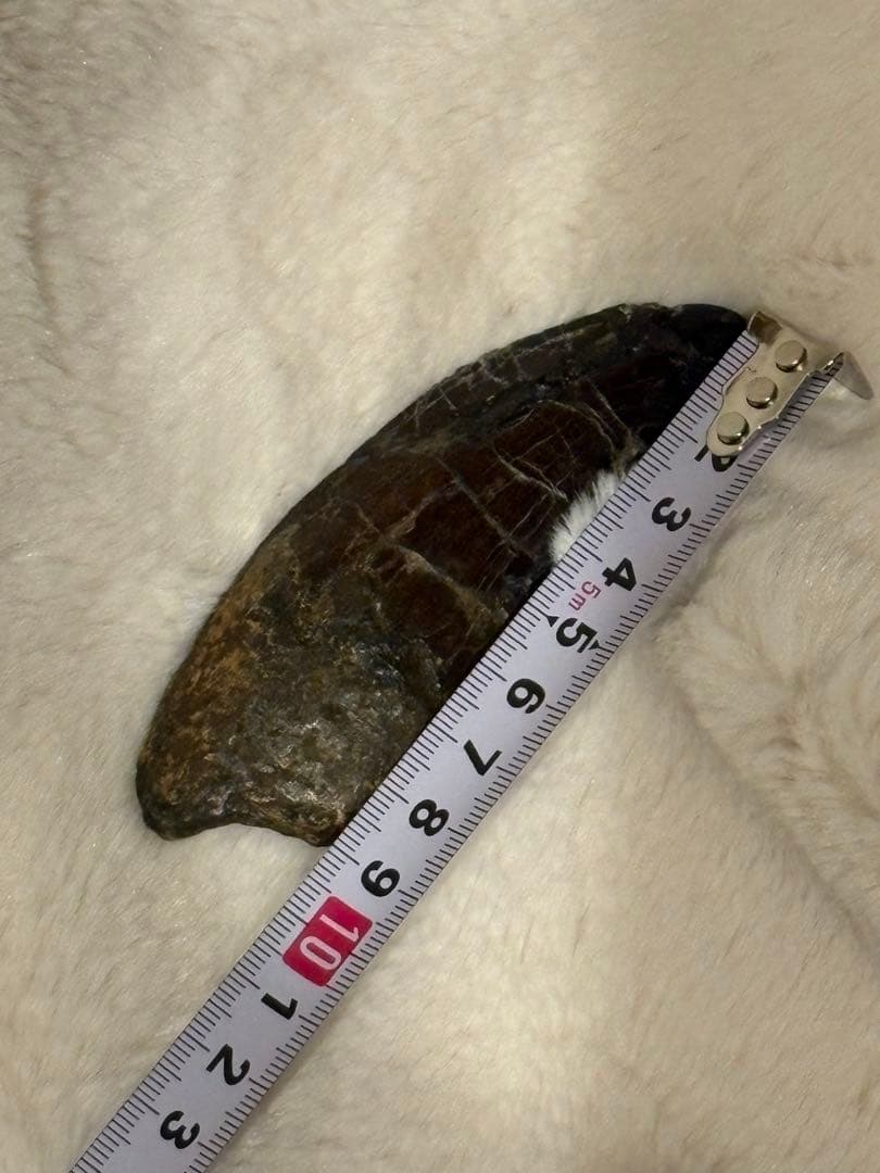 漆黒のカルカロドントサウルスの歯　化石　恐竜　ティラノサウルス