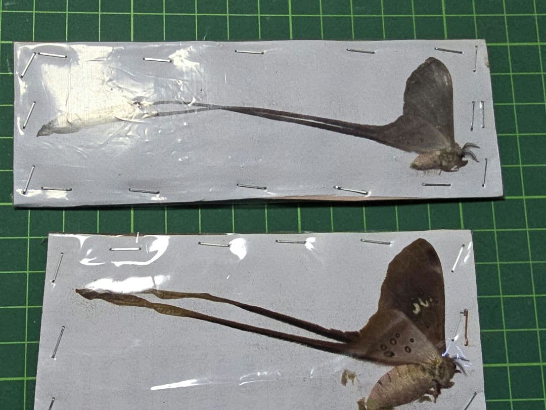 蛾の標本をketi さま専用 リボンヤママユペア