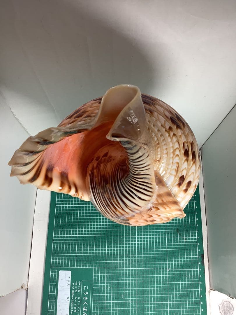 ヤフメリ8・法螺貝・山伏・修験者・羽黒山・金峯山・戦国武将・縁起物・魔除・熊除笛