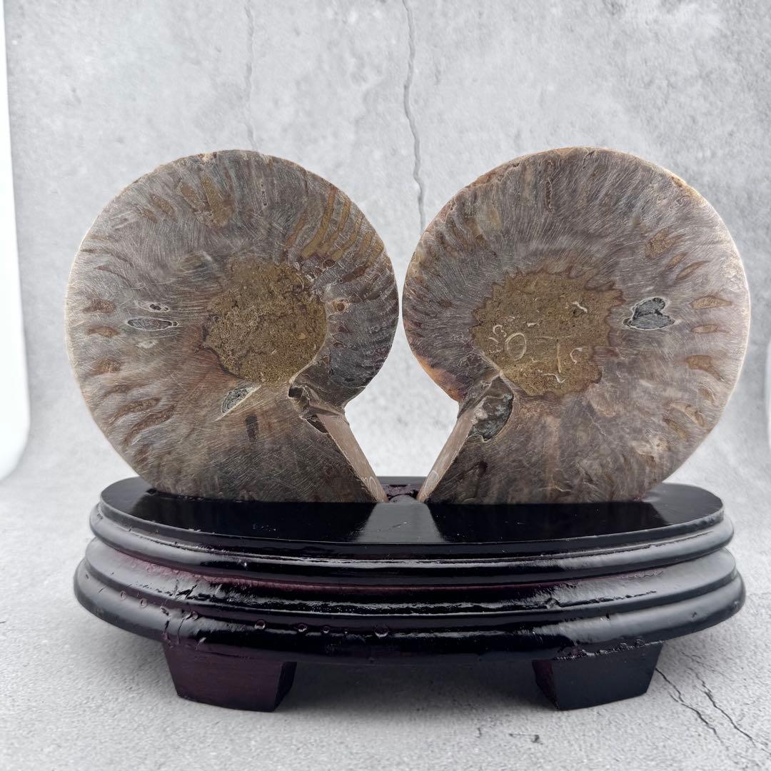 G-138天然アンモナイト 化石 左右対称ペアスライス 台座付き 鑑賞標本