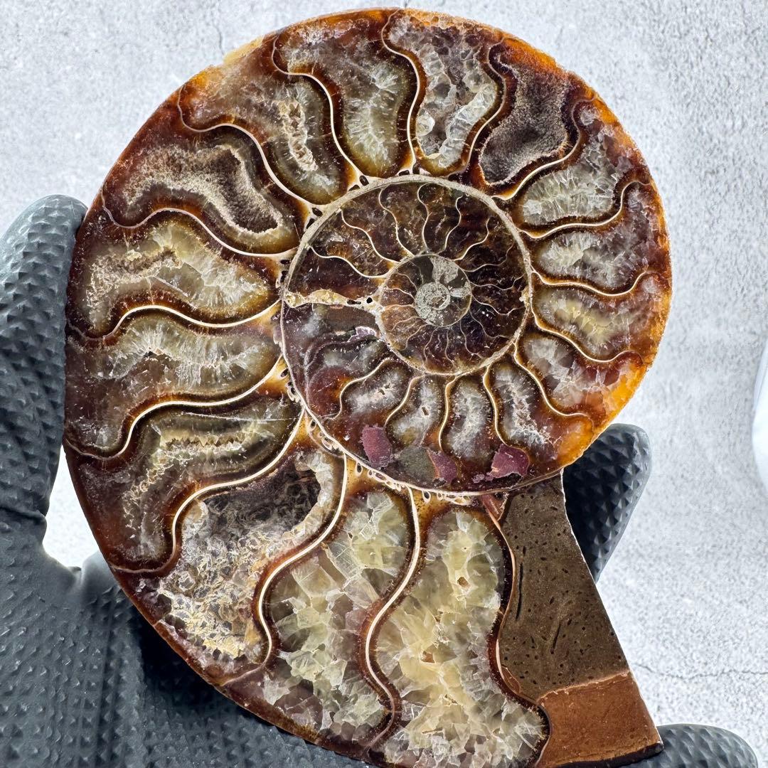 G-138天然アンモナイト 化石 左右対称ペアスライス 台座付き 鑑賞標本