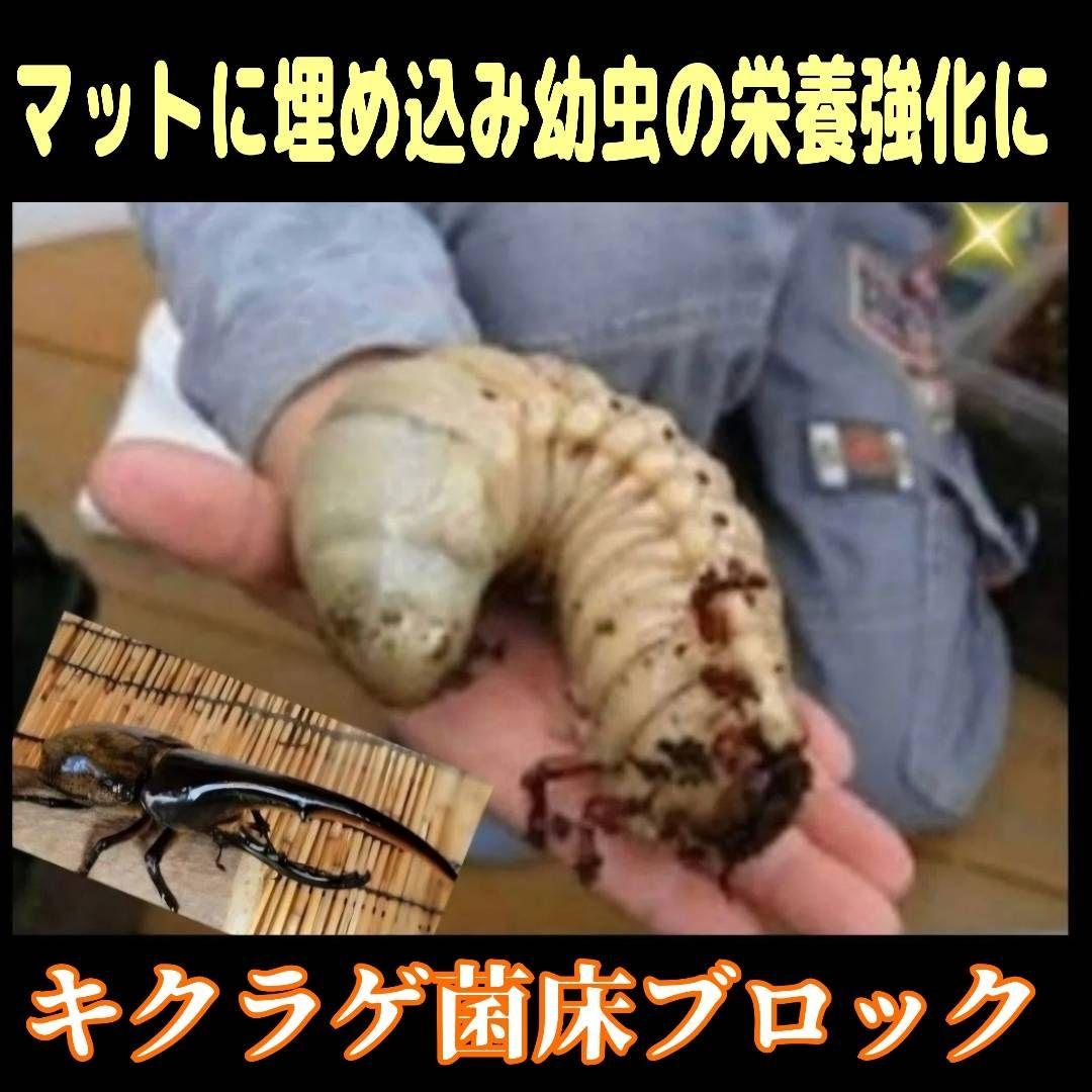 カブトムシ幼虫の栄養強化に抜群！マットに埋めるだけ！キクラゲ菌床ブロック　25個