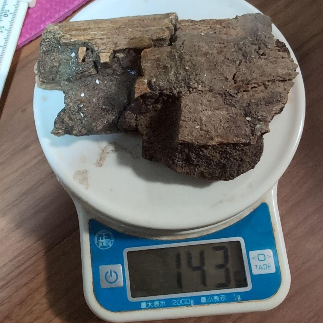 本物　ランベオサウルス　助骨化石　143グラム　ラベル付き