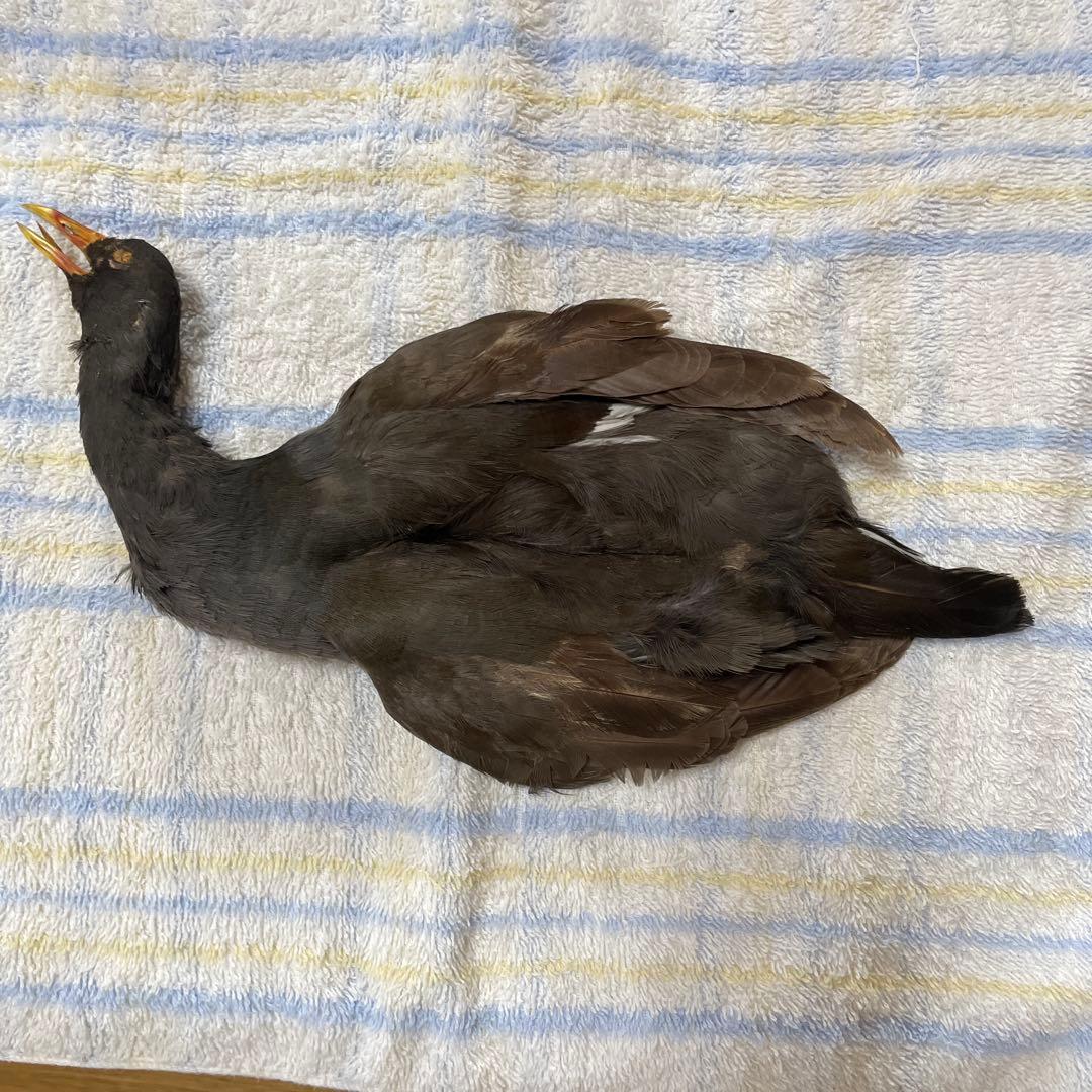 マテリアル在庫一掃セール