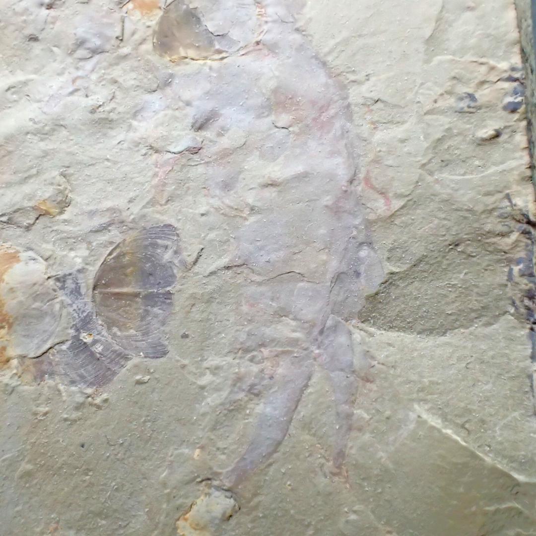巨大なアノマロカリスの化石 美麗 関山動物群 本物保証