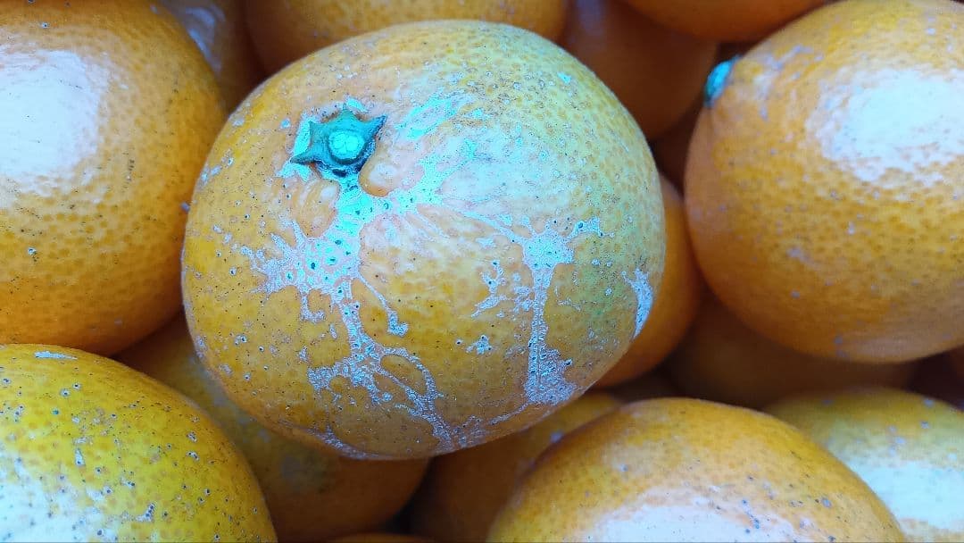 愛媛県中島産天草 20kg B級品