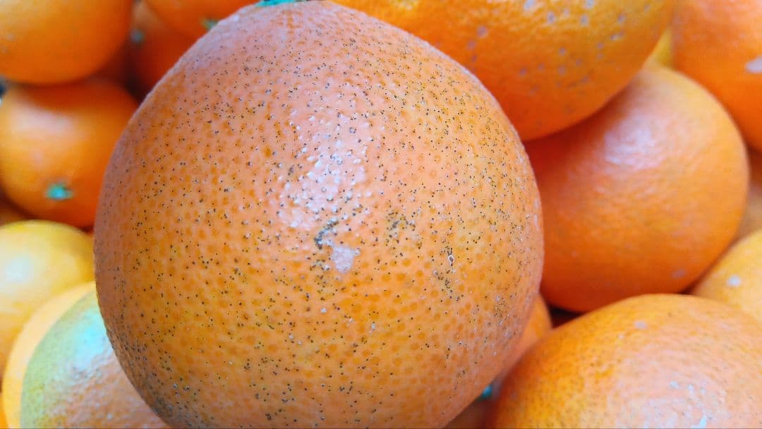 愛媛県中島産天草 20kg B級品