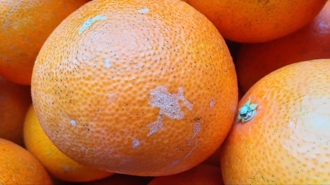 愛媛県中島産天草 20kg B級品