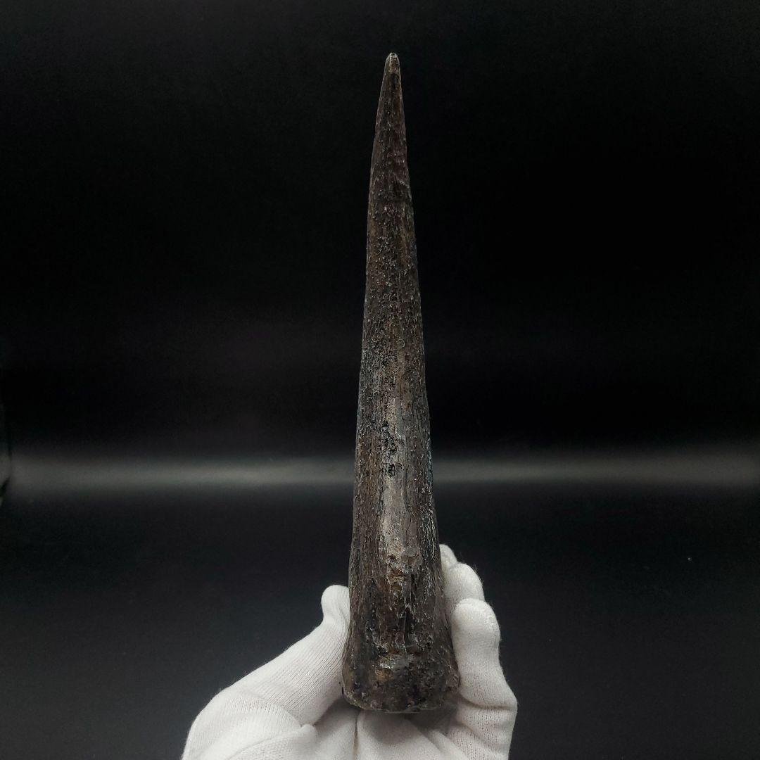 スピノサウルス 爪 レプリカ 184.08mm spr5