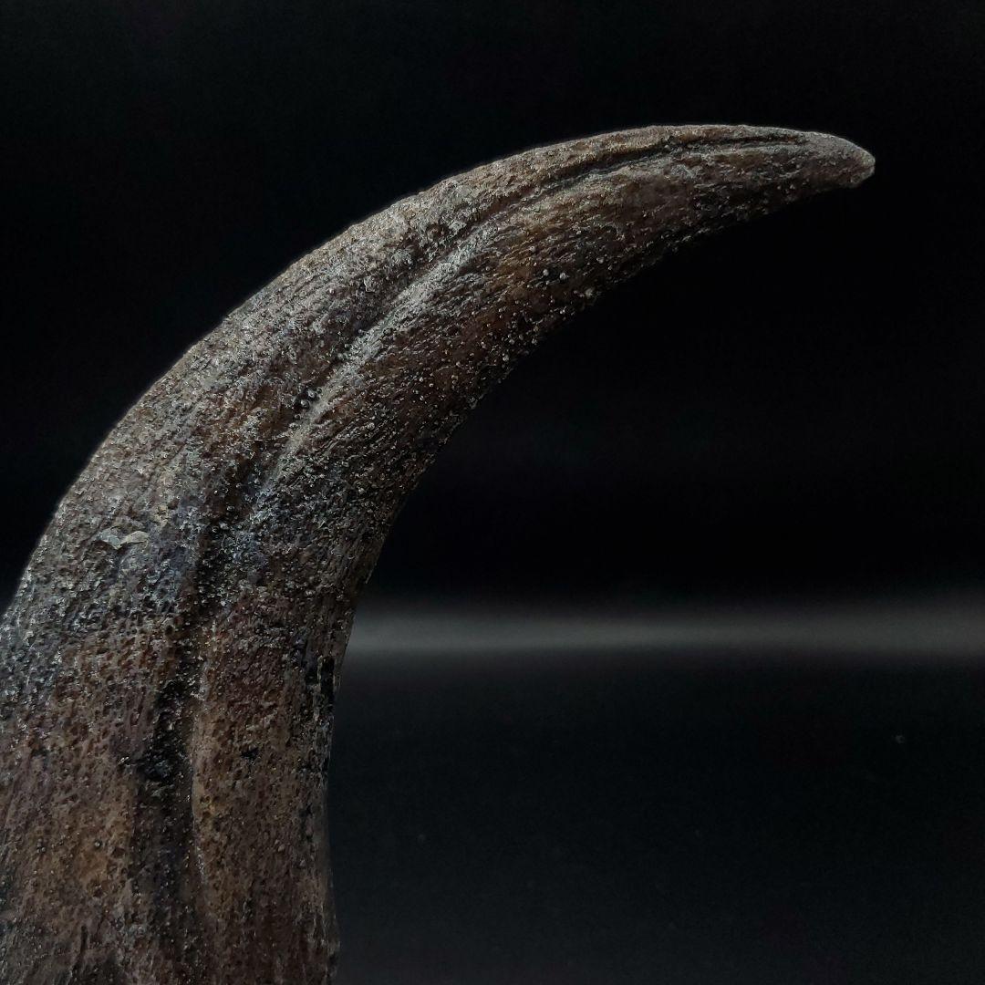 スピノサウルス 爪 レプリカ 184.08mm spr5