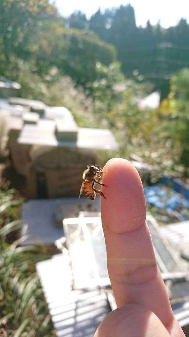 蜂蜜　あみてぃえになります