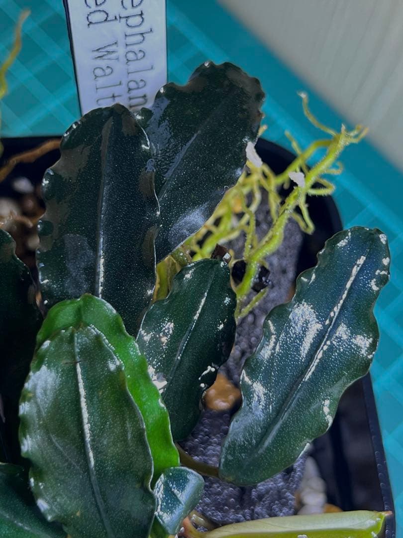 ブセファランドラspレッドワルツ