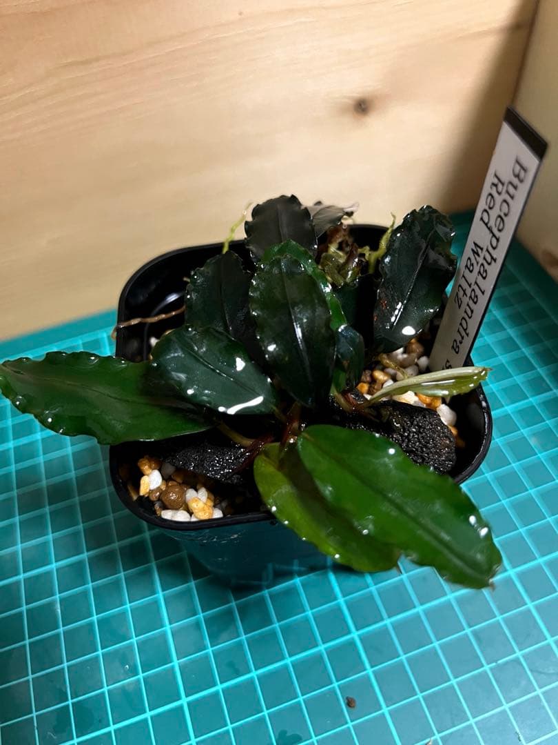 ブセファランドラspレッドワルツ