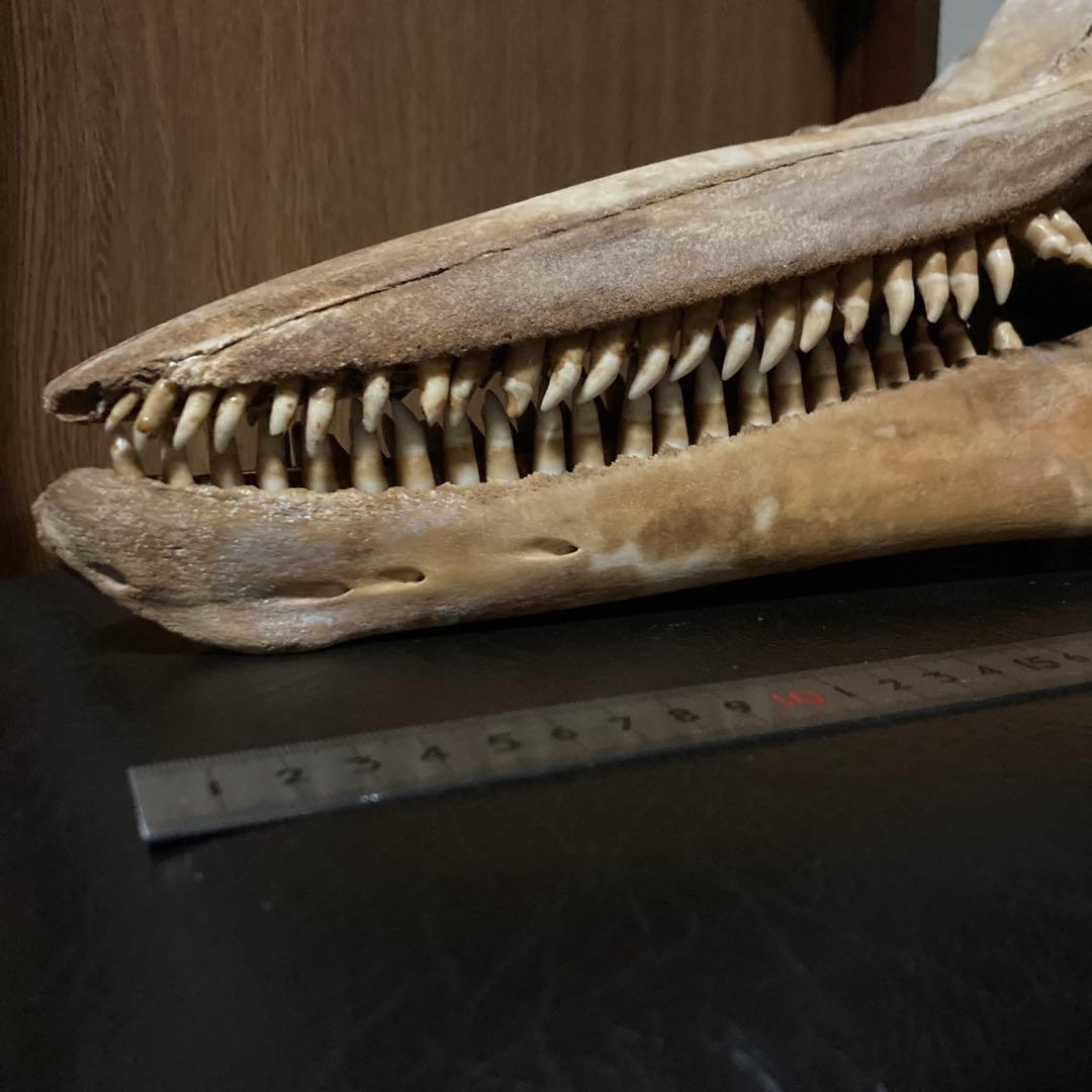 動物　頭骨 標本