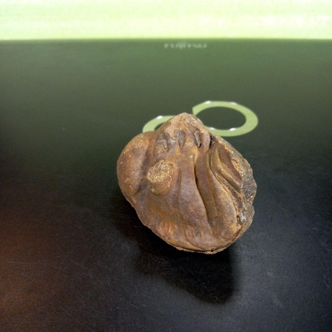 三葉虫　化石　fossil　ボリビア　trilobite　海生動物　三葉虫識別③