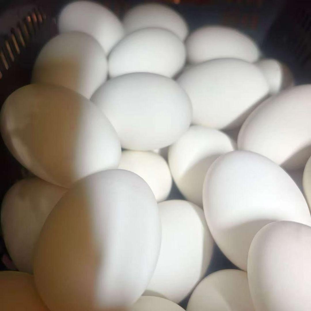 珍しいガチョウ の卵 60個 Mサイズ