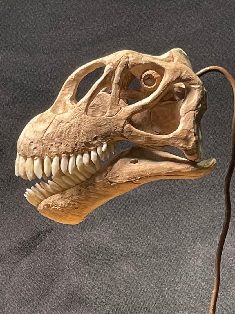木彫　恐竜　カマラサウルス　頭骨模型　1／10スケール