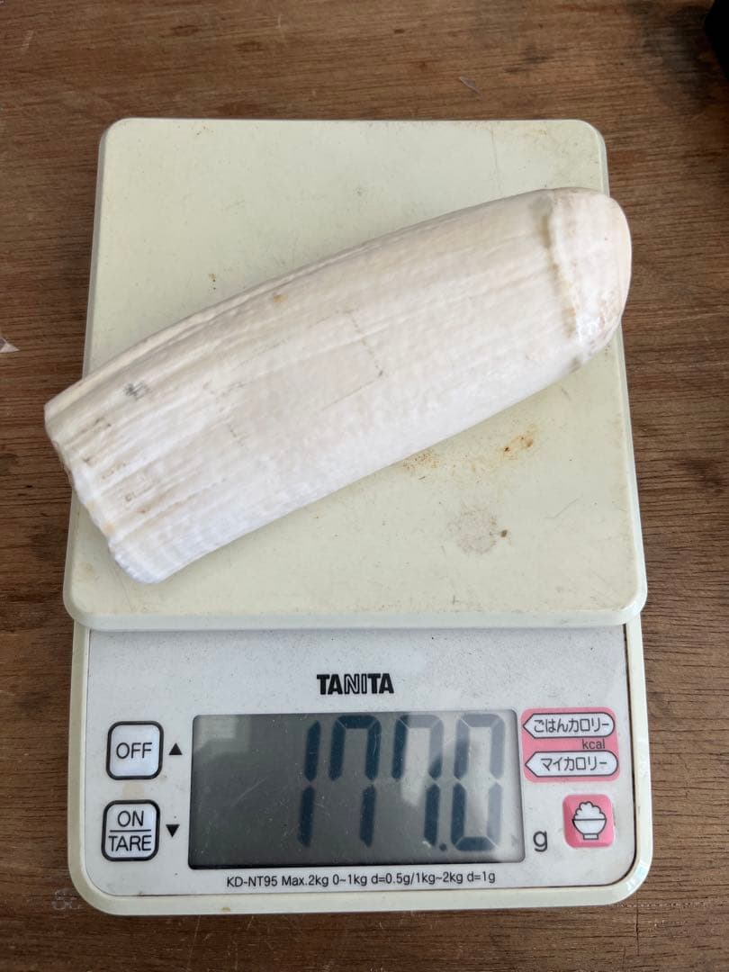 マッコウクジラの歯　根付け　印材