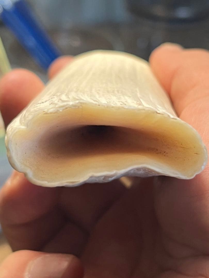 マッコウクジラの歯　根付け　印材