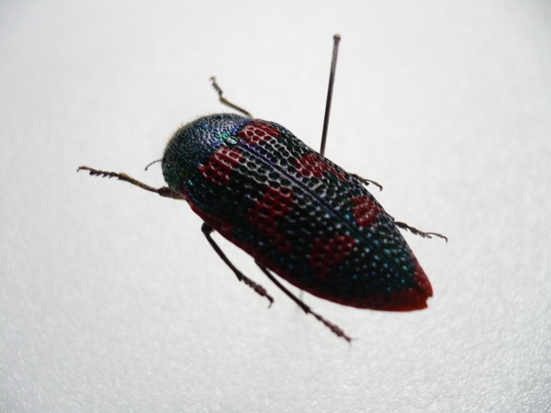 オーストラリアのタマムシ Stigmodera roei