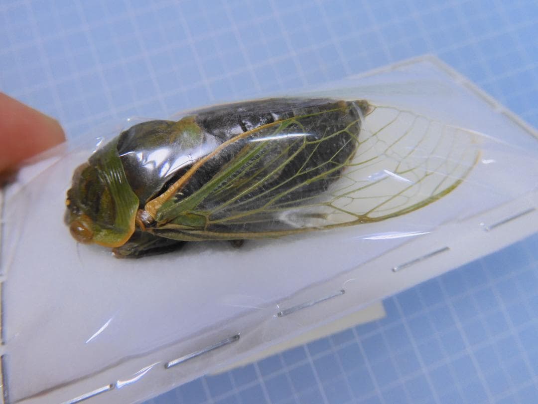 標本 Australia Cicadoidea sp. 65mm