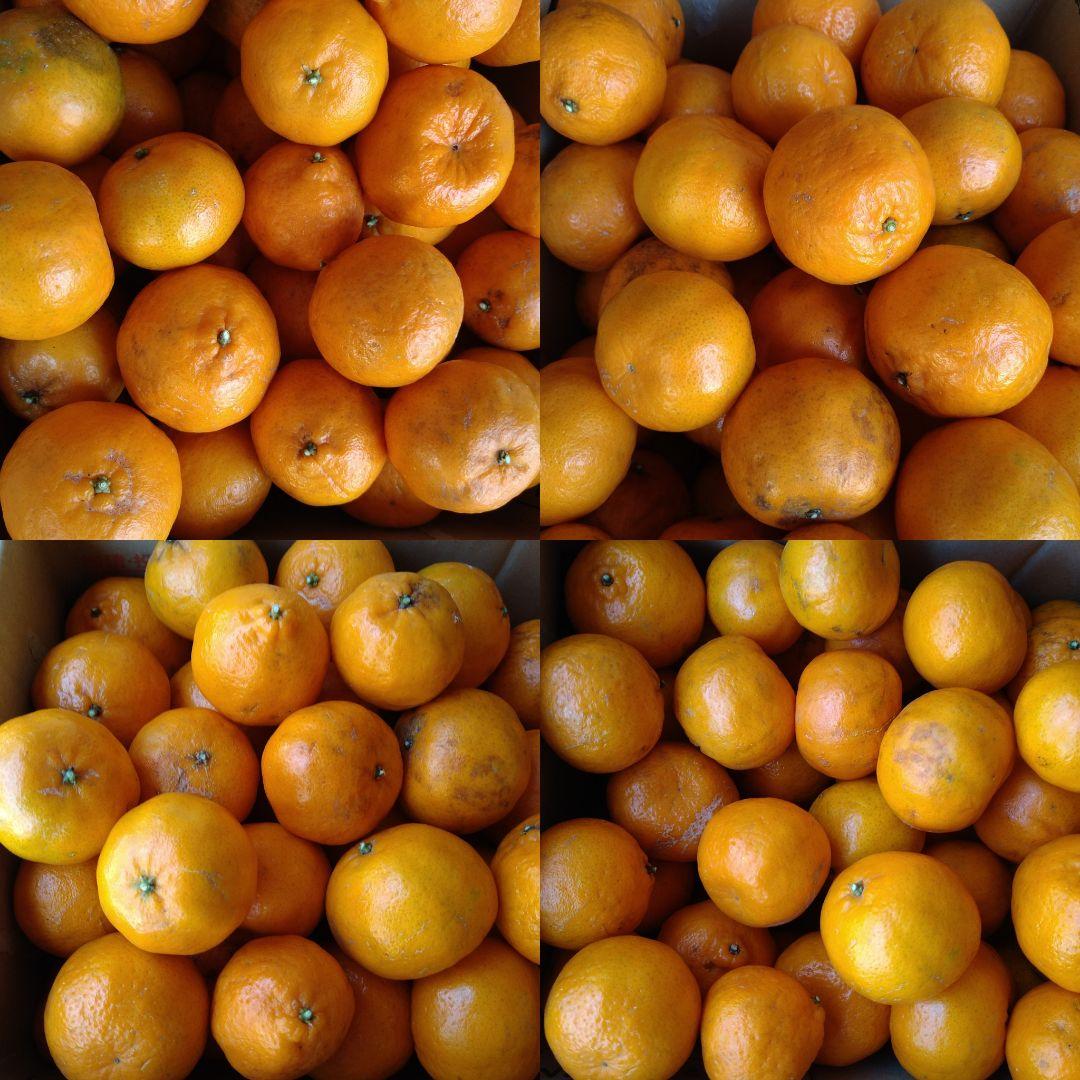 訳アリ　実のみ　完全無農薬　ポンカン　箱込み10kg未満　ゴロゴロ入り